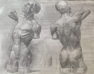 торс экорше в двух поворотах 