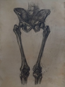 Таз. Анатомический рисунок