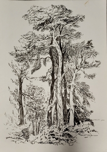 Деревья. Сосны