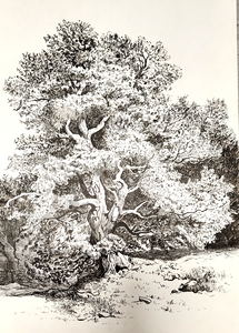 Деревья. Дуб в лесу