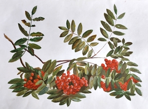 Костры рябин